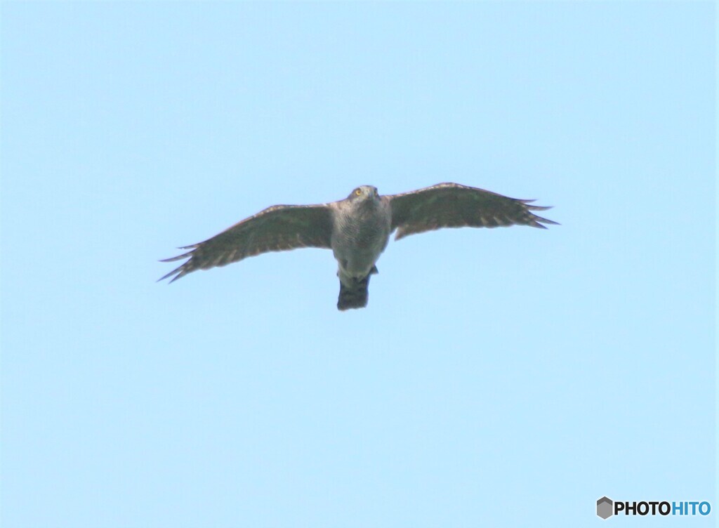 オオタカさん。