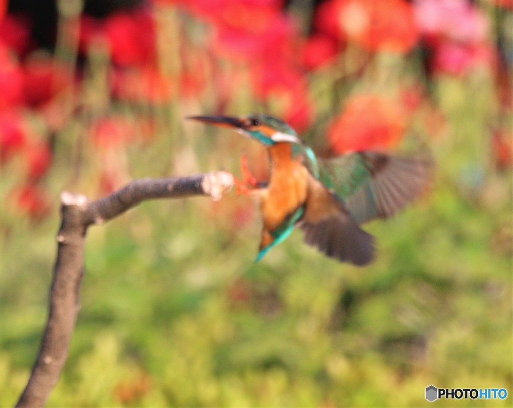 カワセミさん。