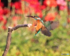 カワセミさん。