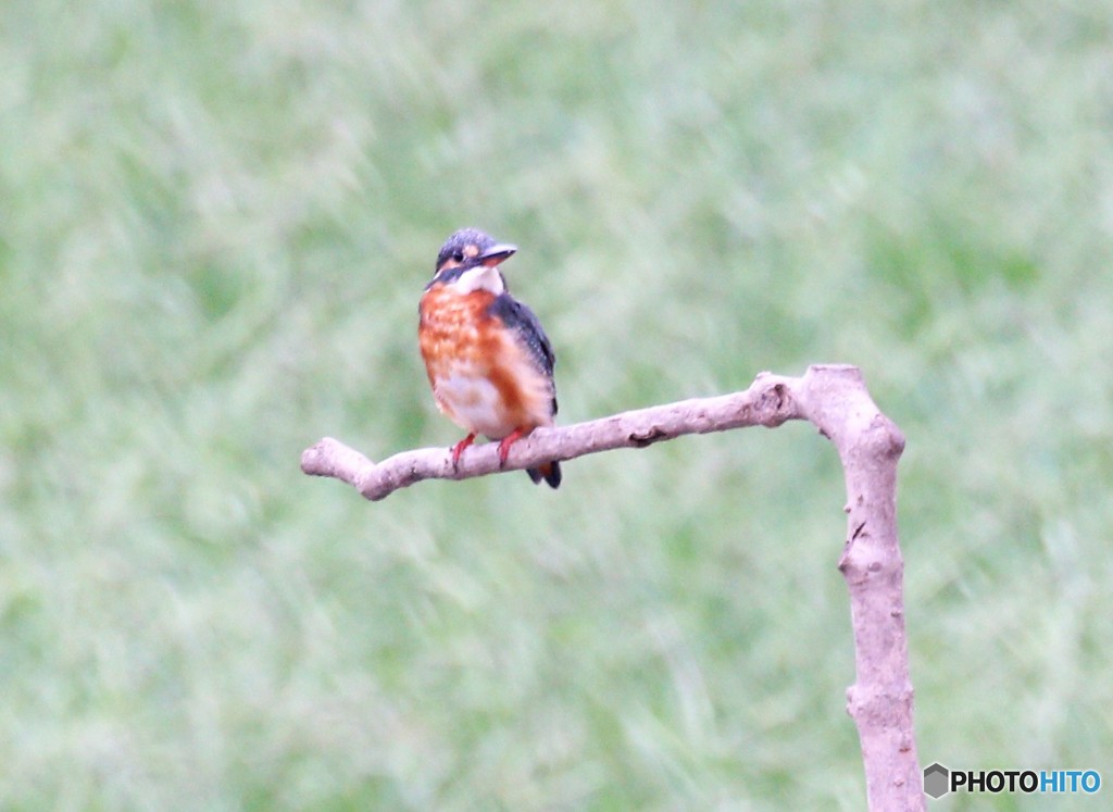 カワセミさん。