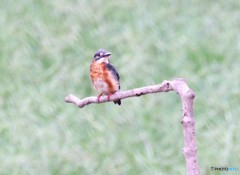 カワセミさん。