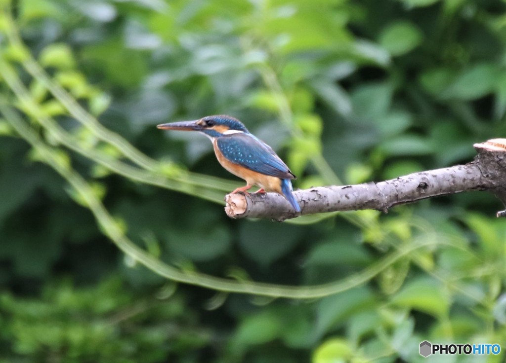 カワセミさん。