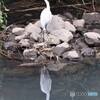 コサギさん。