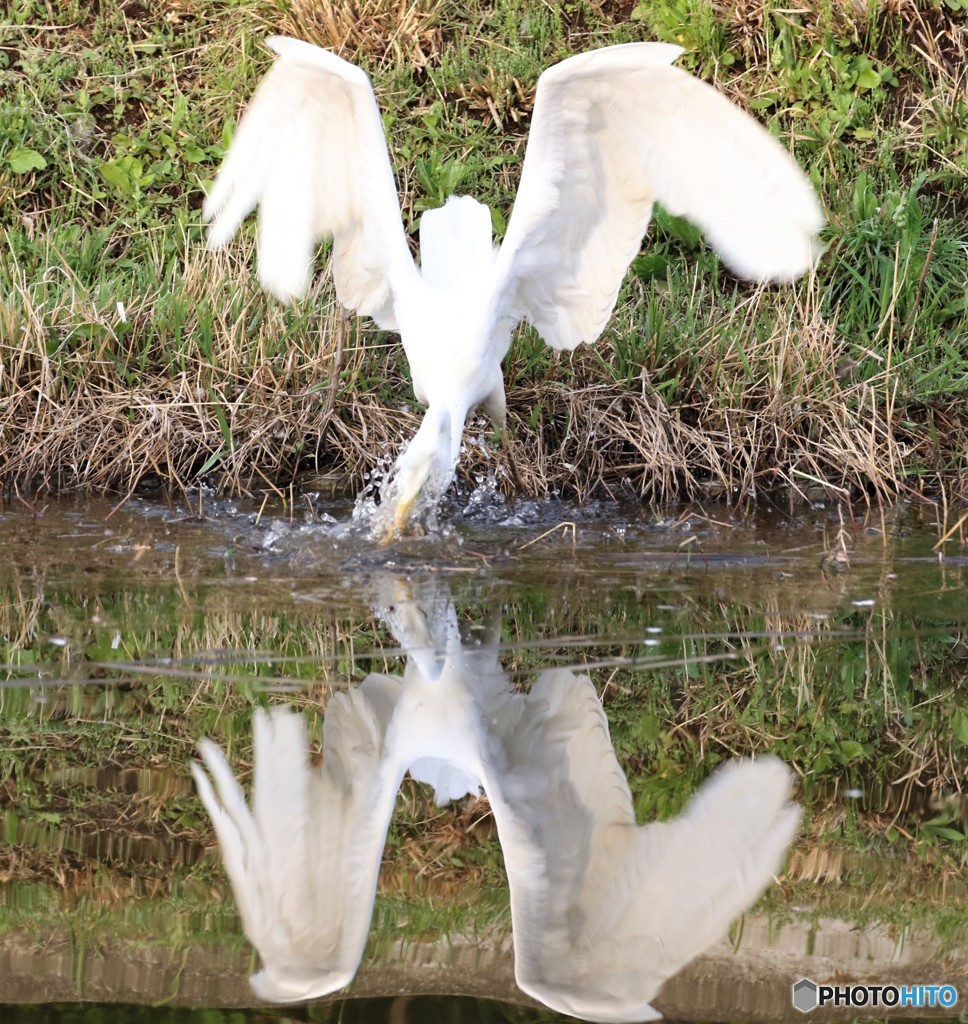 ダイサギさん。④
