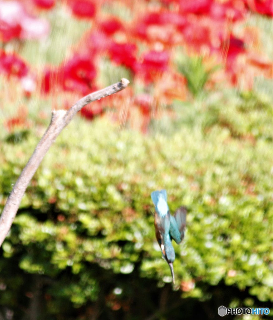 カワセミさん。