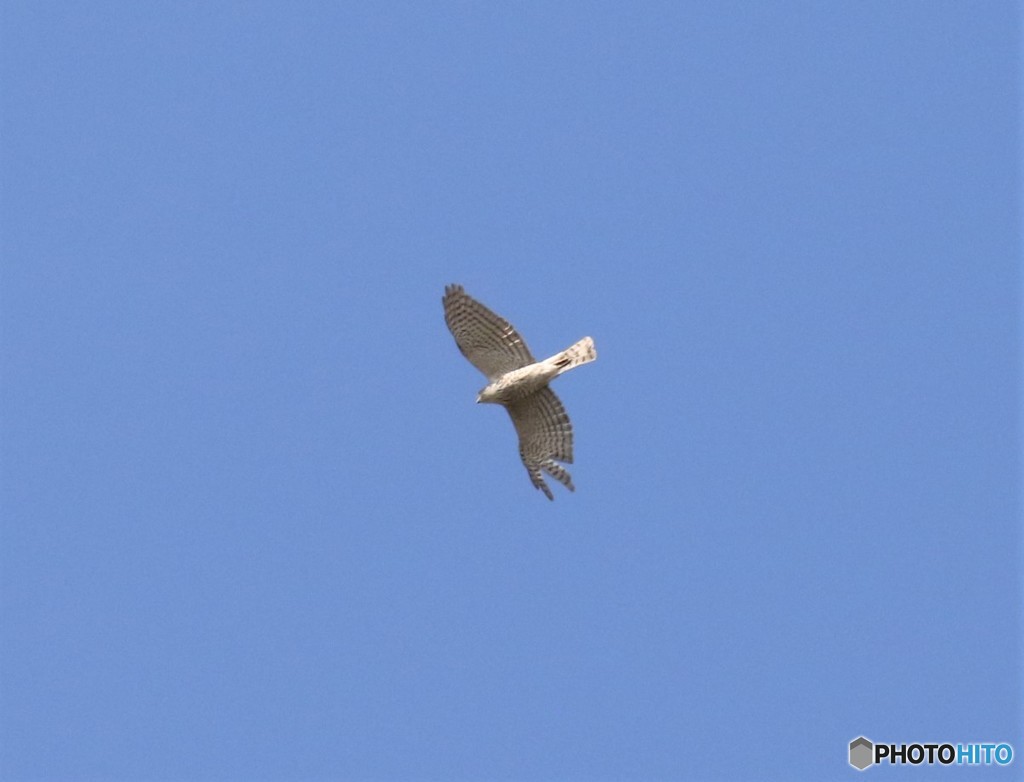 オオタカさん。