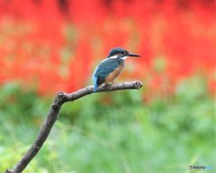 カワセミさんの幼鳥。