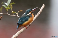 カワセミさん。