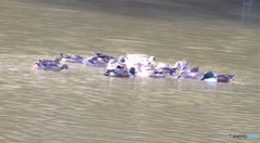 ハシビロガモさん・お食事中。