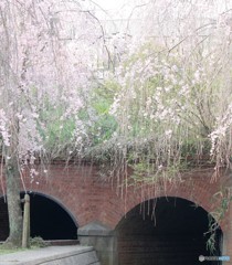 枝垂桜①。