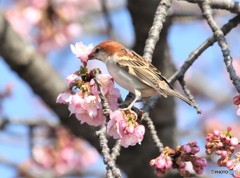 ニュウナイスズメさんに寒桜。