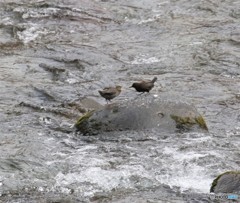 カワガラスの親子。