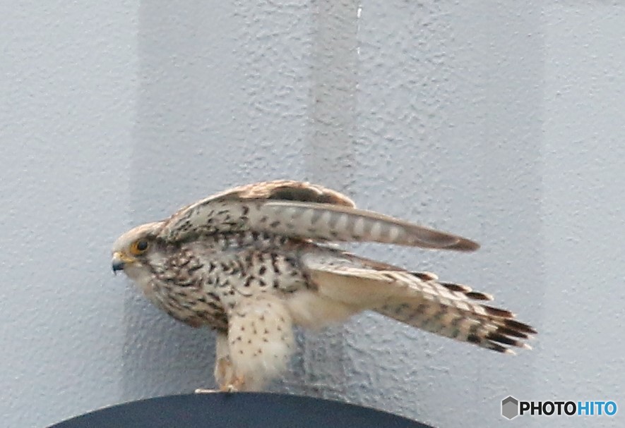 チョウゲンボウさん。