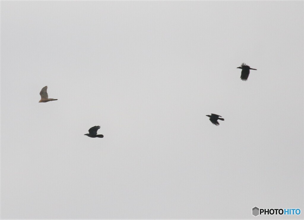 サシバさんとハシブトガラスさん。