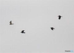 サシバさんとハシブトガラスさん。