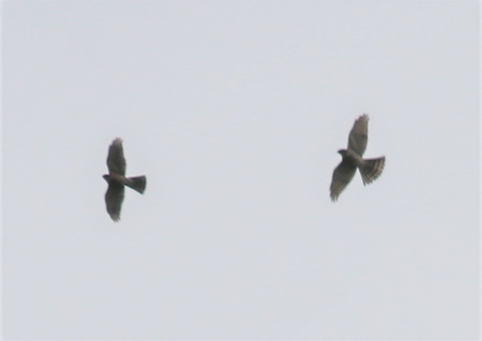 小型猛禽類さん。