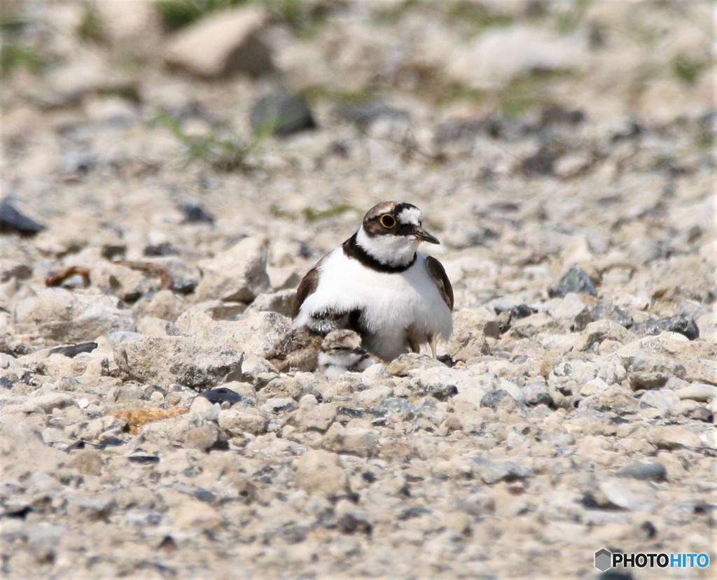 コチドリさんの親子。