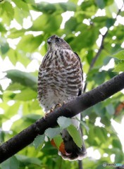 ツミの幼鳥３兄弟。