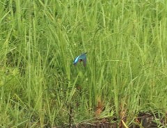 雨の中のカワセミさん。