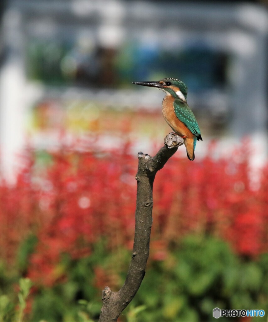 カワセミさんと自動販売機とサルビアの花。