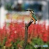 カワセミさんと自動販売機とサルビアの花。