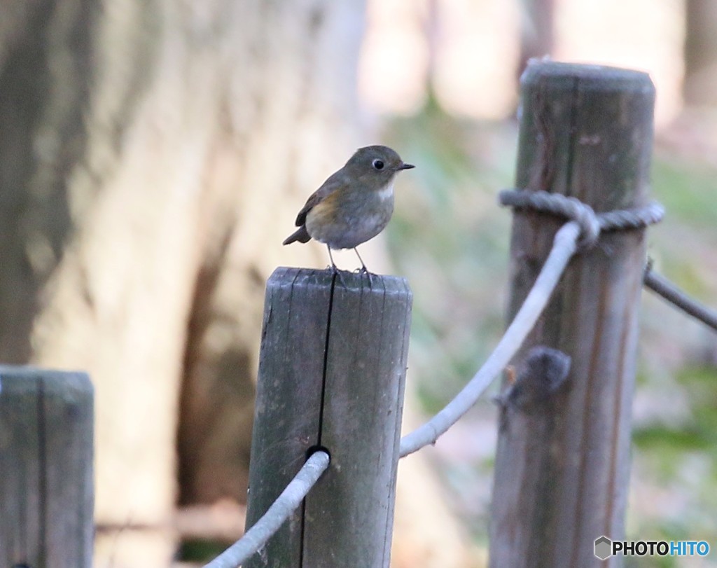 隣の公園のルリビタキさん。