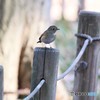 隣の公園のルリビタキさん。
