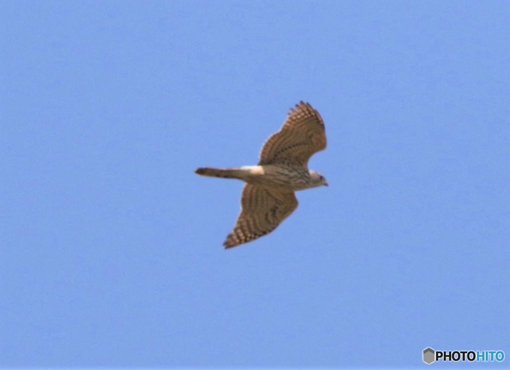 オオタカさん。