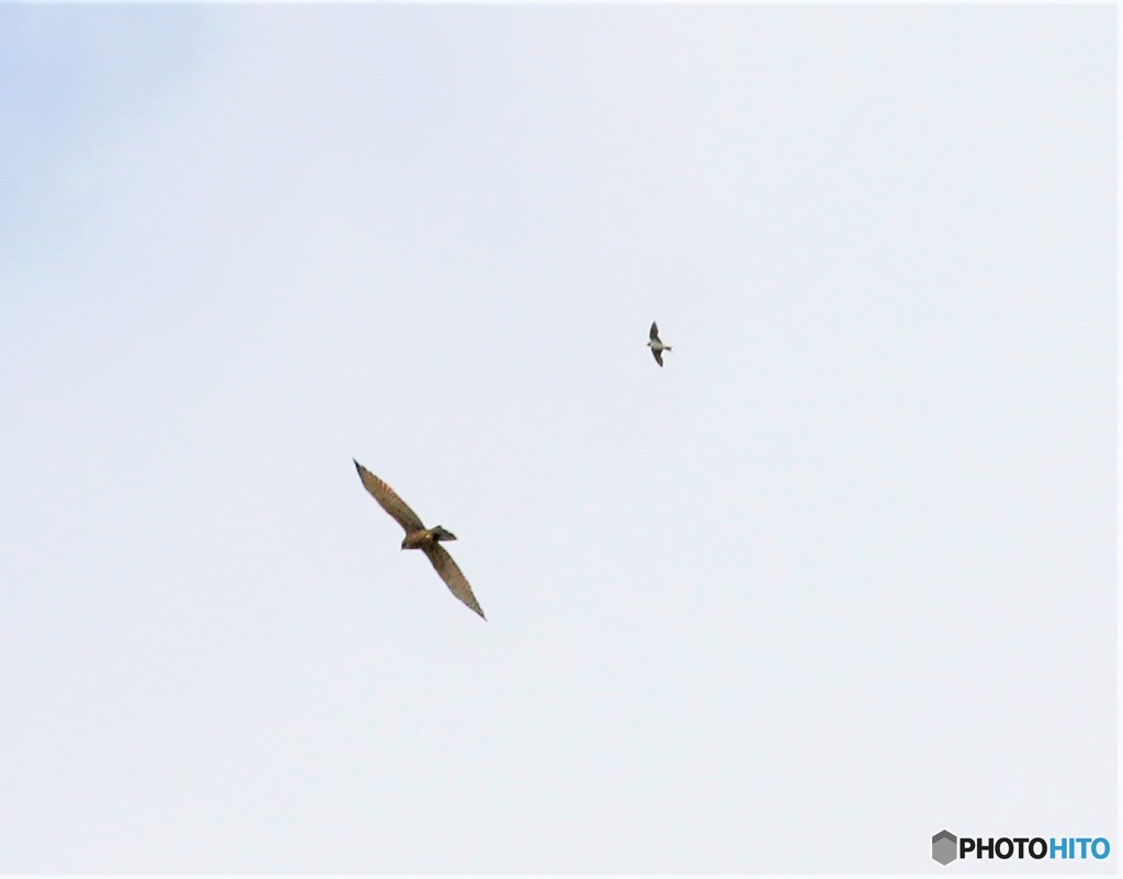 ツバメとサシバさん。