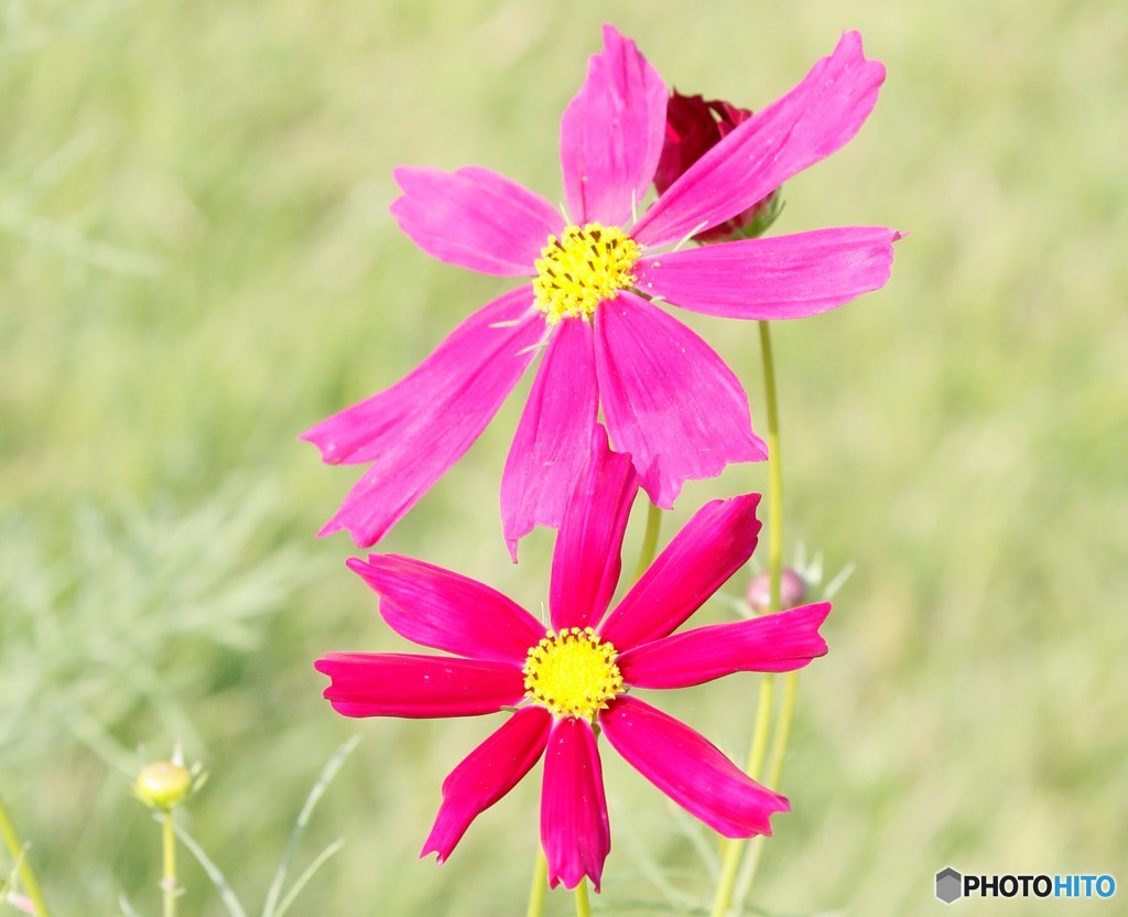 少し早めの開花・コスモスさん。