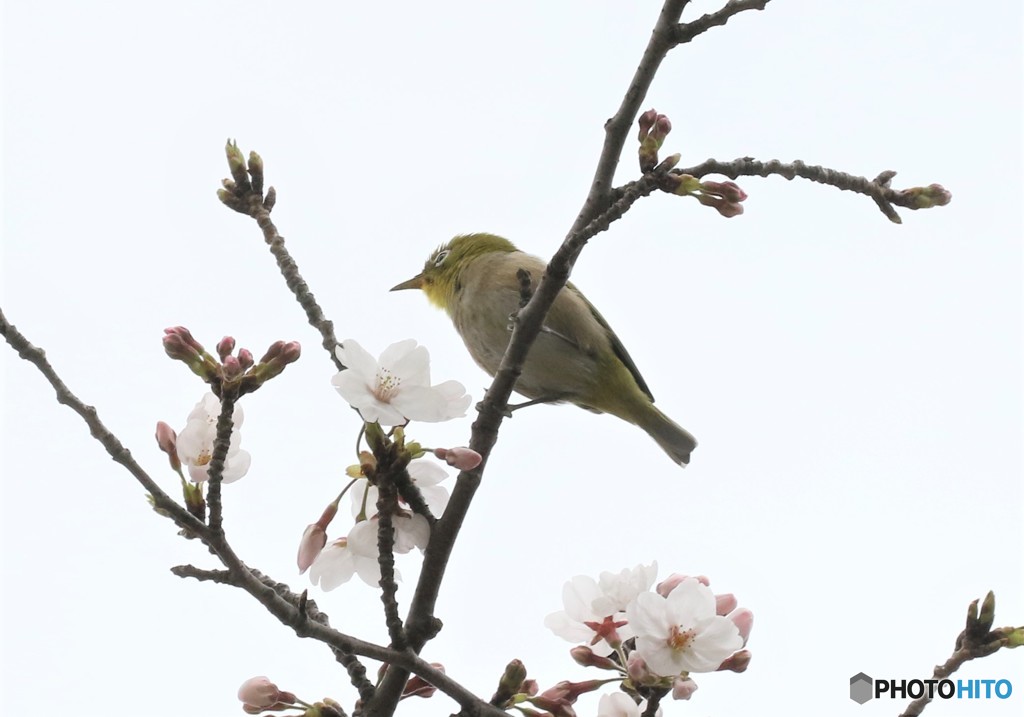 サクラとメジロさん。