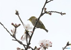 サクラとメジロさん。