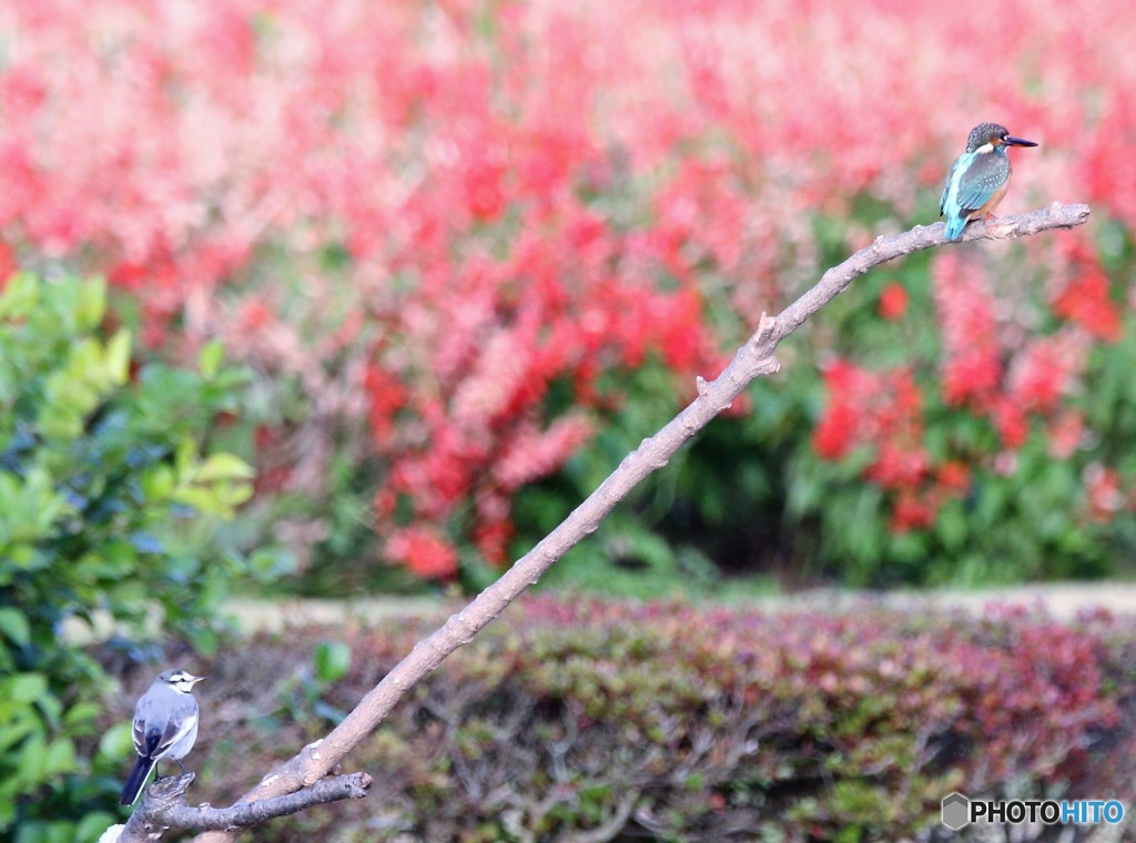 お山の大将さんかな。