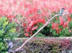 お山の大将さんかな。