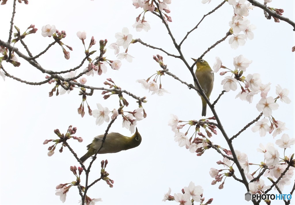 サクラとメジロさん。