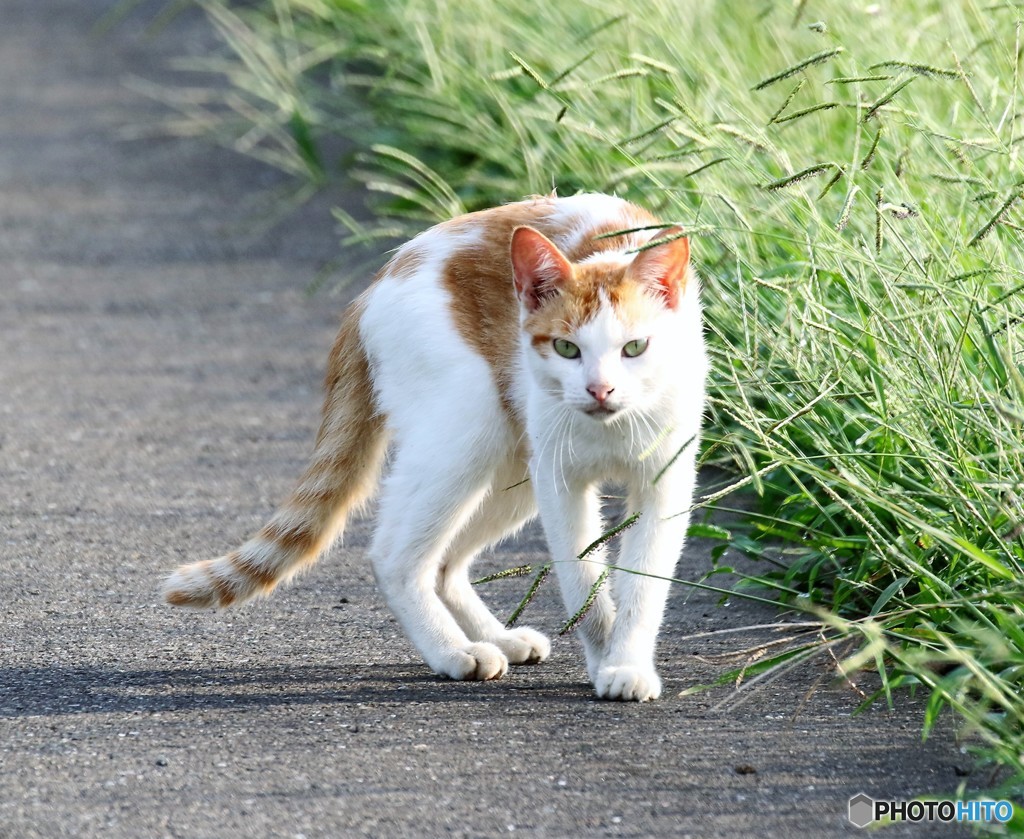 公園のネコさん。