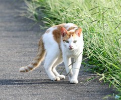 公園のネコさん。