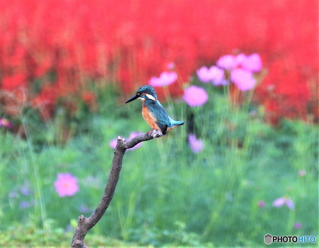 カワセミさん。