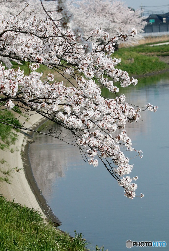 サクラと小川。