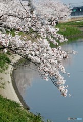 サクラと小川。