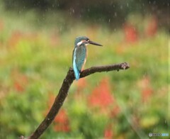 雨の中のカワセミさん。