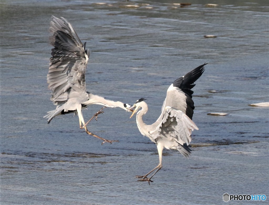 アオサギさん。④
