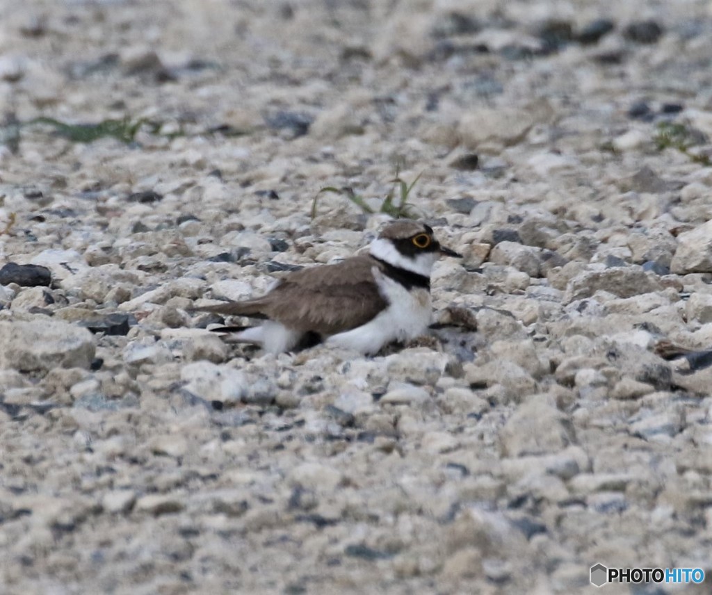 コチドリさんの親子。