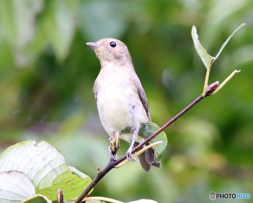 キビタキさんのメス。