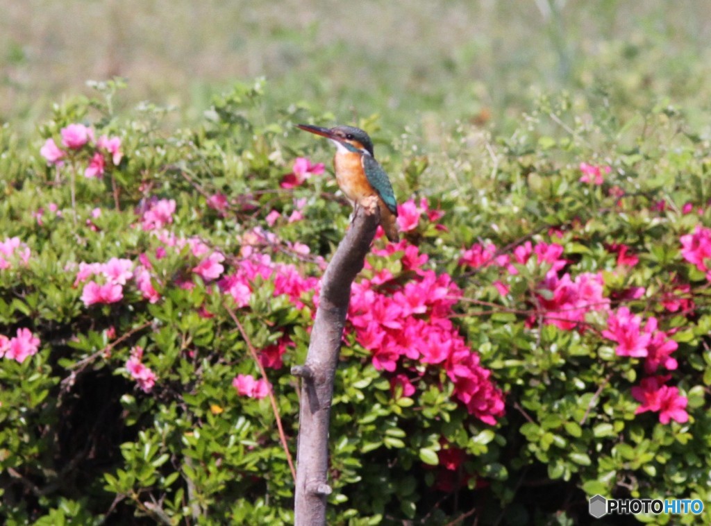 カワセミさん。②