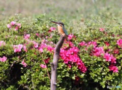 カワセミさん。②