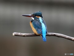 カワセミさん。