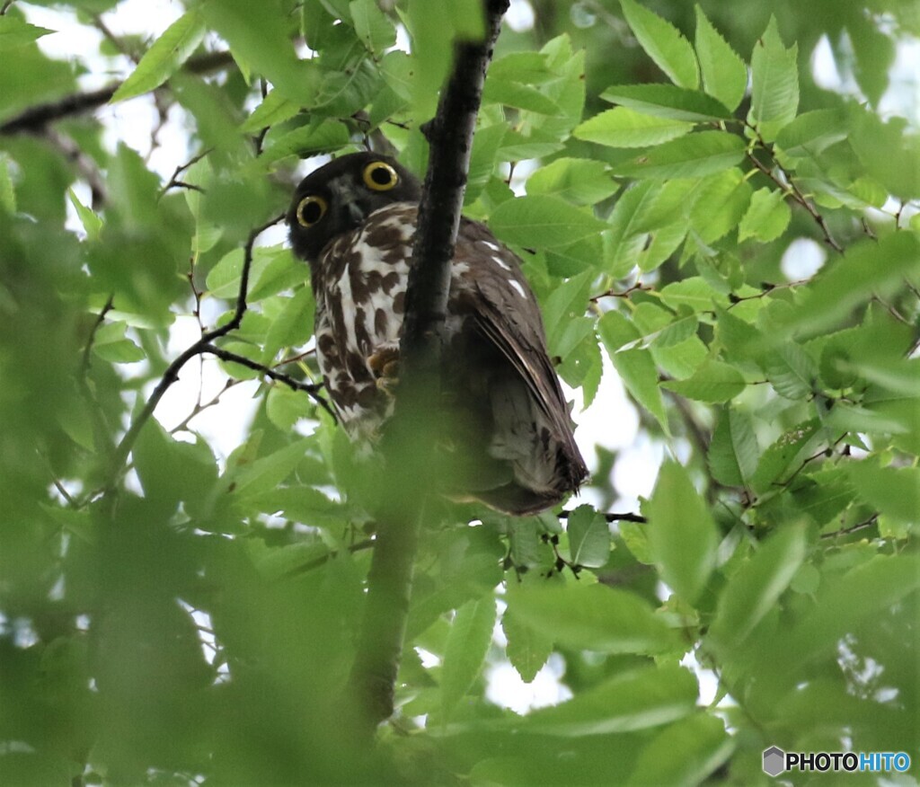 アオバズクさんのお父さん。