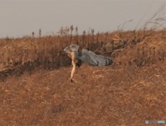 コミミズクさん。