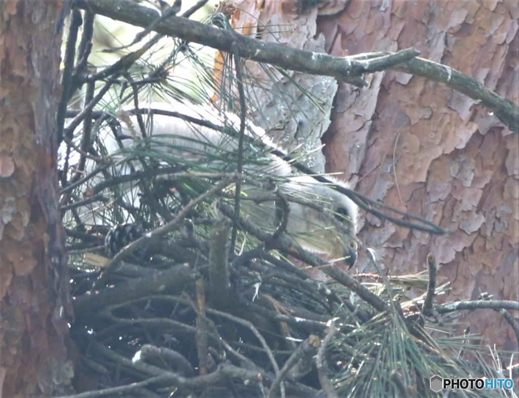 オオタカさんのヒナ。